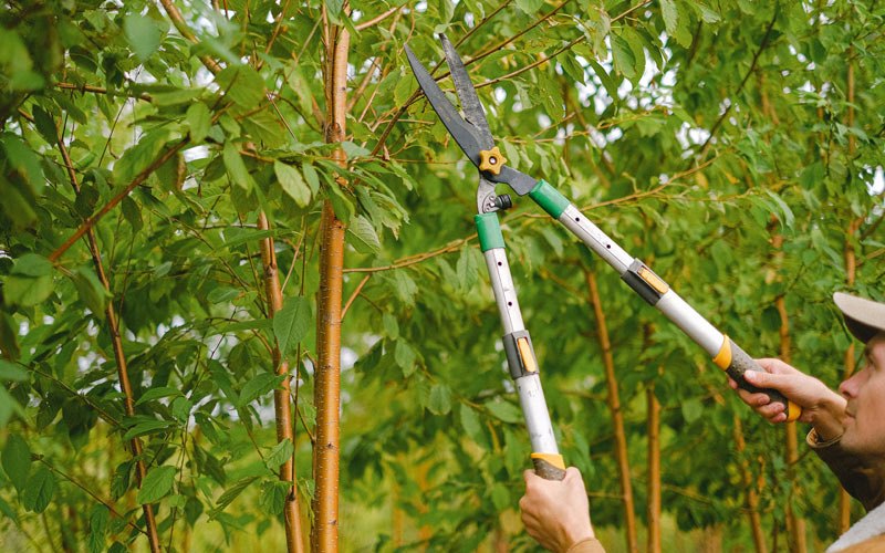 Tree trimming in Kanosh, UT
